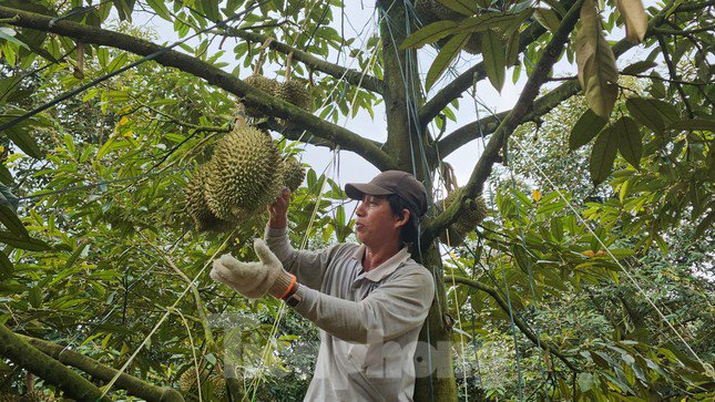 Thợ "gõ" sầu riêng đang kiểm tra độ già của quả.