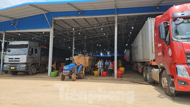 Đắk Lắk đang vào chính vụ thu hoạch sầu riêng.