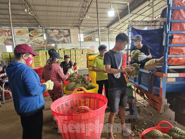 Sầu riêng được đưa về vựa thu hoạch để sơ chế, đóng gói.