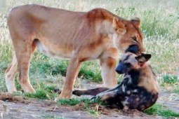 Bị sư tử cắn cổ rồi kéo lê, chó hoang thoát chết kỳ diệu