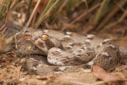 5 loài rắn có nọc độc nguy hiểm nhất thế giới