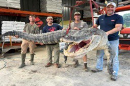Bắt được cá sấu phá kỷ lục dài nhất bang ở Mỹ 