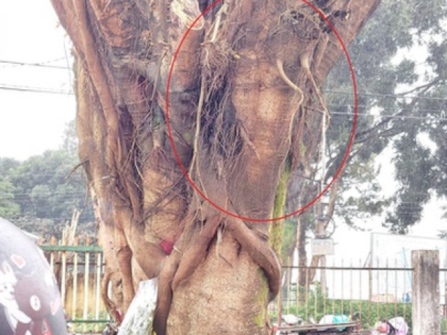 Tin tức trong ngày - Đưa cây có hình mặt người từ chợ về trồng tại nhà thờ