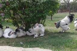 Thị trường - Tiêu dùng - Loài gà "siêu to, khổng lồ", ở Việt Nam giá hàng chục triệu/cặp, dân chơi lùng mua