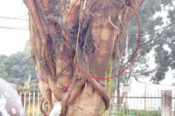 Tin tức trong ngày - Đưa cây có hình mặt người từ chợ về trồng tại nhà thờ