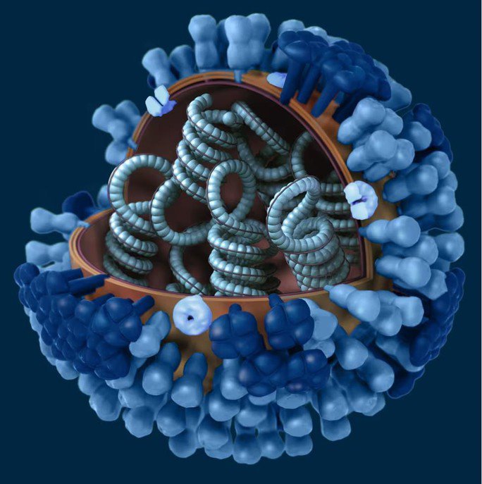 Virus cúm A(H1N1) - Ảnh: CDC