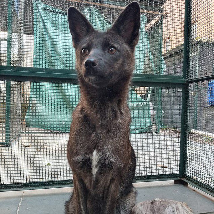 Con chó lai cáo đầu tiên được tìm thấy ở Brazil. Ảnh: Daily Mail