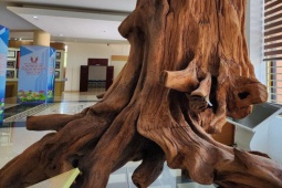 Tin tức trong ngày - Cận cảnh gốc sưa "khủng" được trưng bày tại Bảo tàng tỉnh Quảng Bình