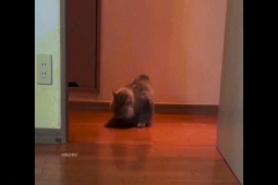 Clip hài hước - Khi mèo cưng bỗng "thần kinh rung rinh"