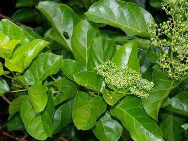 Sức khỏe đời sống - Lá vọng cách hỗ trợ trị bệnh gan