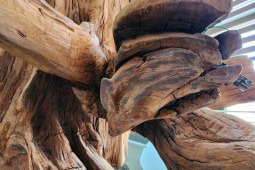 Tin tức trong ngày - Gốc sưa "khủng" từng có giá hàng chục tỉ đồng ở Quảng Bình giờ ra sao?