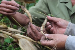 Thị trường - Tiêu dùng - Cây mọc dại ở rừng, ít ai biết là loại sâm "cực quý", đào về phơi khô bán 800.000 đồng/kg