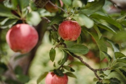 Đàn ông - Chàng nên ăn bao nhiêu quả táo mỗi ngày để "tránh xa bác sĩ"