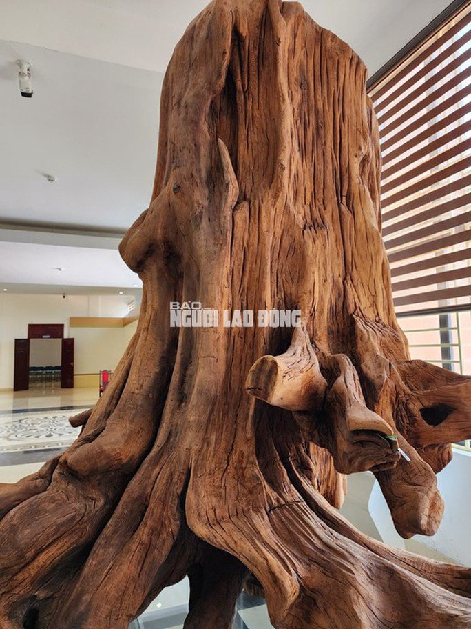Gốc gỗ sưa "khủng” có tuổi đời ước tính lên tới hàng trăm năm