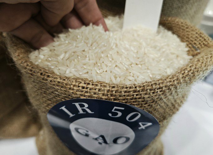 Giá gạo gần đây giảm nhưng vẫn cao hơn cách đây 2 tháng khoảng 100 USD/tấn