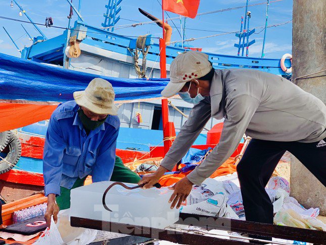 Giá dầu tăng liên tiếp, tàu cá nguy cơ phải nằm bờ - 15