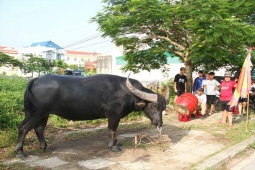 Tin tức trong ngày - “Cuộc chơi bạc tỉ” trâu chọi Đồ Sơn