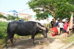 “Cuộc chơi bạc tỉ” trâu chọi Đồ Sơn