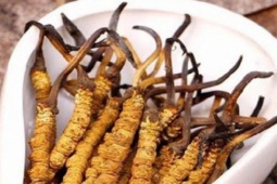 Thị trường - Tiêu dùng - Thứ ví như "tiên dược", giá cả tỷ mỗi kg, người Việt vẫn chịu chi mua về bồi bổ