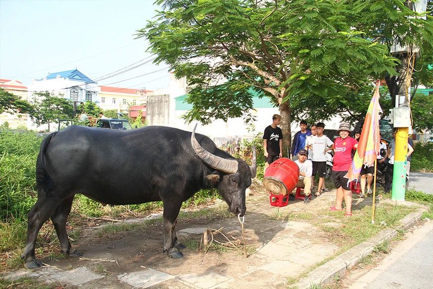 “Cuộc chơi bạc tỉ” trâu chọi Đồ Sơn - 1