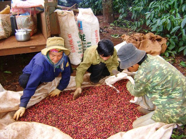 Nguồn cung cà phê đang giảm 10-15% so với năm ngoái do mất mùa.