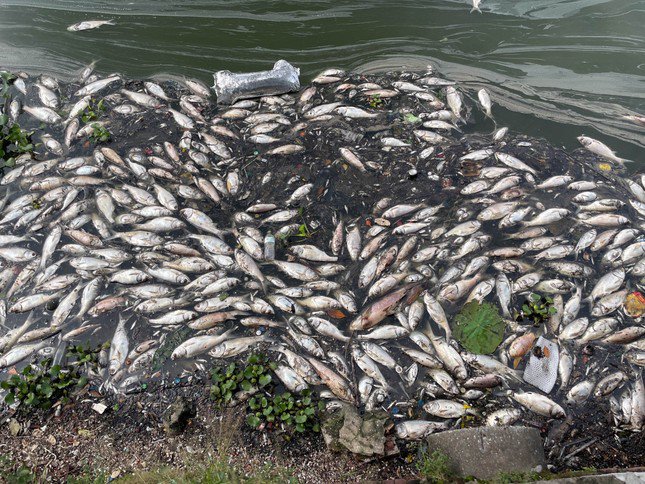 Hàng loạt xác cá chết dạt vào ven bờ hồ Tây bốc mùi hôi thối.