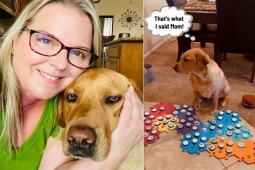 Bạn trẻ - Cuộc sống - Chó có chỉ số IQ cao "biết nói" khiến dân mạng kinh ngạc