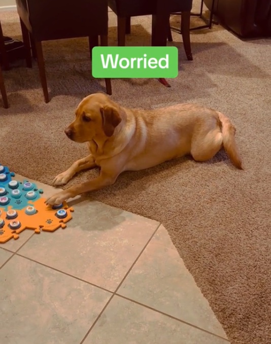 Chó có chỉ số IQ cao "biết nói" khiến dân mạng kinh ngạc - 2