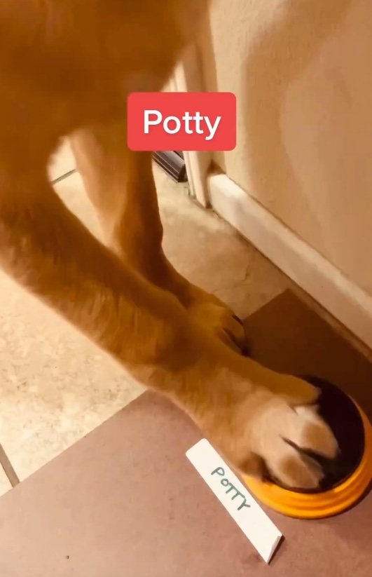 Copper được cho là có thể thể hiện mọi thứ từ cơn đói đến lo lắng bằng cách sử dụng bo mạch chủ của mình.