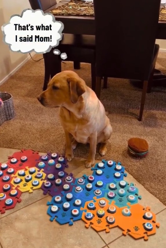 Copper có thể xác định được cảm xúc của chính mình và đôi khi là cảm xúc của người khác.