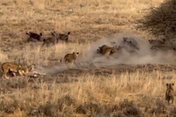 2 đàn linh cẩu, sư tử đông nhung nhúc hỗn chiến, rượt đuổi, truy sát địch thủ