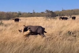 Media - Trâu rừng tử chiến với sư tử