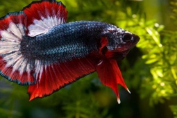 Thị trường - Tiêu dùng - Loài cá bé nhỏ rất "hung hăng", có bộ vây sặc sỡ, từng có người chi cả chục triệu mua về