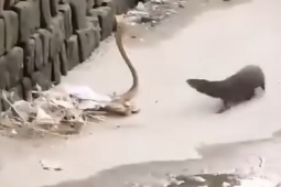 Media - Cầy mangut "tung võ" tấn công tới tấp rắn hổ mang chúa