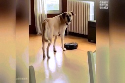 Clip hài hước - Top những màn "troll" thú cưng cực hài