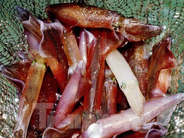 Thị trường - Tiêu dùng - Mực nháy ''cháy'' hàng, có tiền cũng không mua được