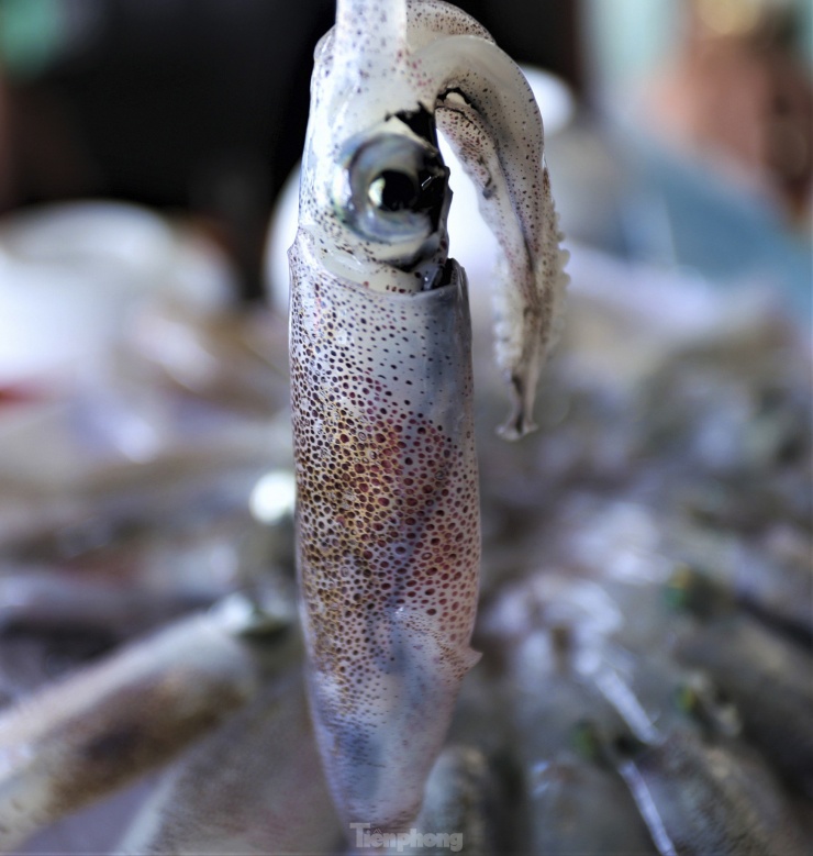 Từng con mực tươi ngon, trên thân có các sao phát sáng.
