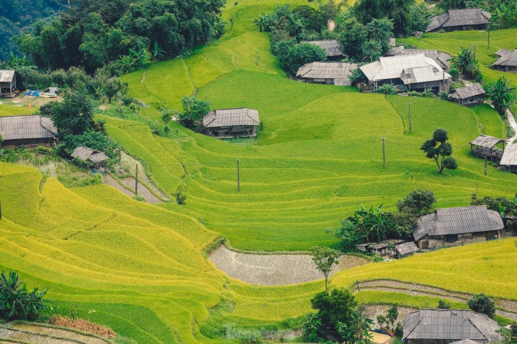 Vẻ đẹp trù phú, nên thơ của mùa lúa chín, cùng với nét lãng mạn trong tiết trời mùa thu đã tạo nên một Hoàng Su Phì đầy cuốn hút. Đây cũng là thời điểm khách du lịch đến ruộng bậc thang đông nhất trong năm.