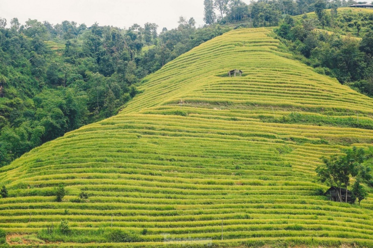 Tháng 9, tháng 10 du khách đến Hoàng Su Phì rất đông, chỗ ở bên mình luôn hết phòng, đặc biệt vào ngày cuối tuần. Tuy nhiên cả năm cũng chỉ có một vụ này. Ở đây nhiều người dân tộc như mình cũng chuyển sang làm du lịch, tuy nhiên đường xá di chuyển khó khăn nên cơ sở vật chất còn thiếu nhiều thứ, anh Chiêm, người dân tộc Dao Đỏ, chủ một homestay ở xã Thông Nguyên (huyện Hoàng Su Phì, Hà Giang) chia sẻ.