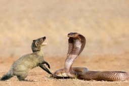 Media - Cầy mangut tấn công dữ dội, cắn đầu rắn hổ mang chúa kéo lê "xềnh xệc"