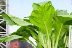 Thị trường - Tiêu dùng - Loại rau ở Việt Nam rẻ bèo, có nơi từng bán tiền tỷ/cây gây choáng