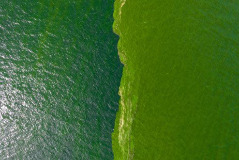 Nước biển đổi màu ở một "vùng chết" ngoài khơi bờ biển Thái Lan. Ảnh: Reuters