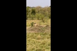 Video: Sư tử bỏ chạy thục mạng khi bị khỉ đầu chó truy đuổi