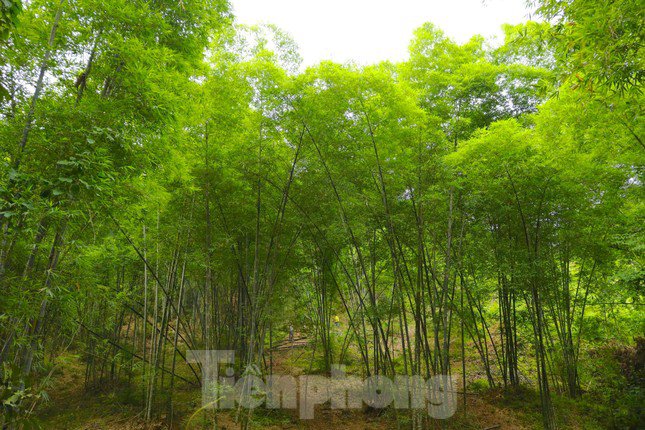 Huyện Tương Dương (Nghệ An) hiện có hơn 2000 ha rừng trồng tre, mét.