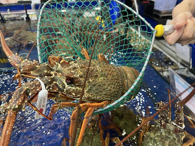 Tôm hùm Đông Úc tươi sống lần đầu nhập khẩu chính ngạch về Việt Nam, được vận chuyển bằng đường hàng không.