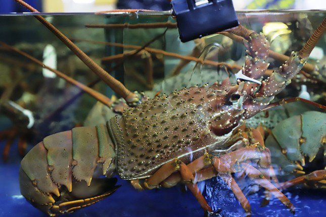 Mỗi con tôm có giá gần 2,3 triệu đồng/kg, con trưởng thành nặng đến 5 kg, giá hơn 10 triệu đồng/con.