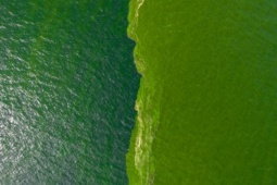 Thế giới - "Vùng chết" bất thường ở ngoài khơi Thái Lan