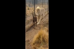 Phi thường - kỳ quặc - Clip: Sư tử trắng chủ động "bắt tay" chó khiến ai cũng ngỡ ngàng