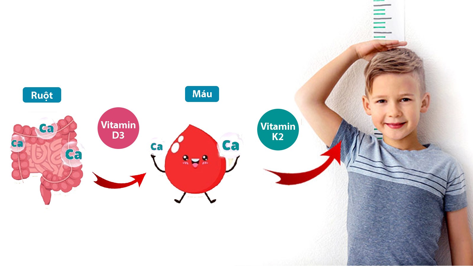 Vitamin D3 và vitamin K2 phối hợp đưa canxi đến xương, giúp trẻ tăng chiều cao
