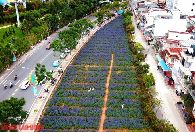 Đây là khu vực đất dự án nhưng chưa thi công nên nhiều năm qua, chính quyền thành phố Đà Lạt luân phiên trồng nhiều loại hoa như nữ hoàng xanh, hồng ri, xác pháo, tam giác mạch.